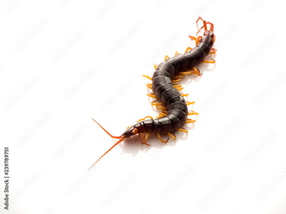 Brown centipede on white background Brown centipede on white background