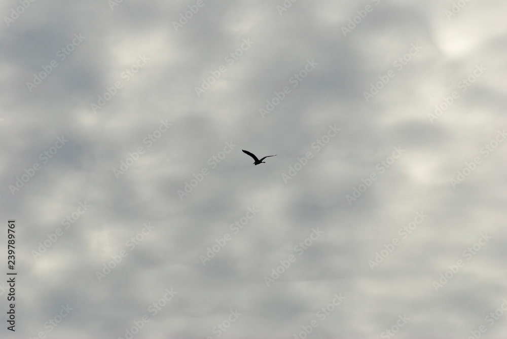 A stork fly to you in the deep gray sky background