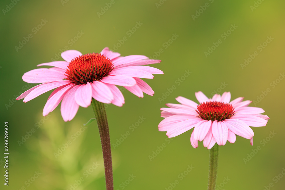 Obraz premium Blumen