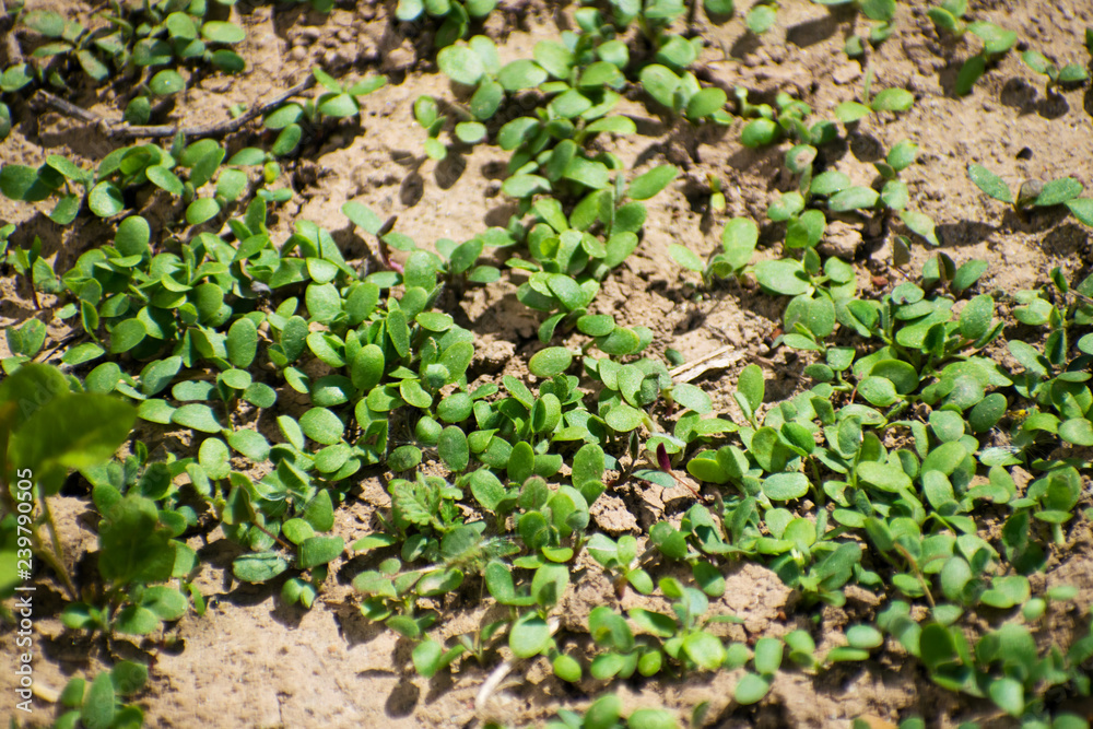 Young plants, seedlings, sprouts, shoots and cotyledons of Trifolium incarnatum, also called Italian clover. Young clover leaves Young plants, seedlings, sprouts, shoots and cotyledons of Trifolium incarnatum, also called Italian clover. Young clover leaves