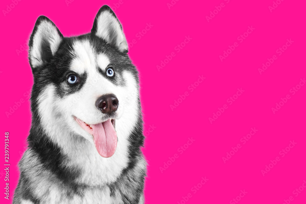 Portrait of a blue eyed beautiful smiling Siberian Husky dog with tongue sticking out isolated on plastic pink background with copy space Portrait of a blue eyed beautiful smiling Siberian Husky dog with tongue sticking out isolated on plastic pink background with copy space