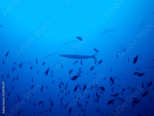 peces en el fondo marino © Javier