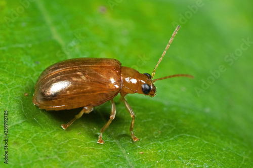 Macro Photo of Little Beetle On Green Leaf