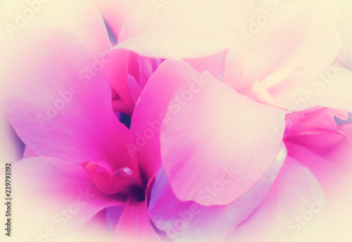 pink petal flower soft focus sweet nature background