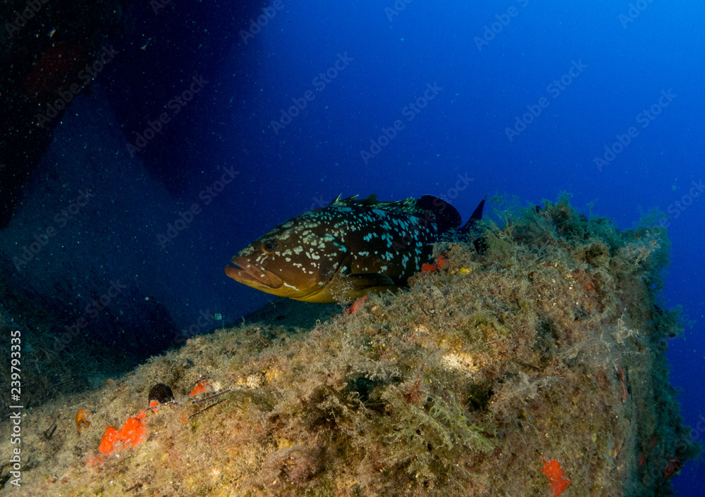 Fototapeta premium fish on the sea floor