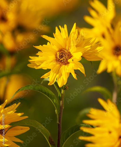 Beautiful yellow flower in the park