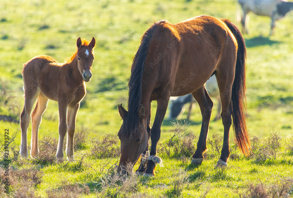 Horses graze in the steppe of Kazakhstan in spring Horses graze in the steppe of Kazakhstan in spring