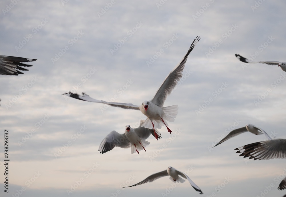 Obraz premium Wonderful picturesque places , many seagulls and good view at Bangpu Recreation Center ,Samut Prakan THAILAND.
