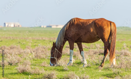 Horses graze in the steppe of Kazakhstan in spring