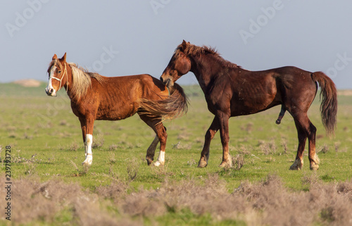 Horses graze in the steppe of Kazakhstan in spring