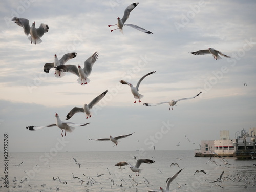 Wonderful picturesque places , many seagulls and good view at Bangpu Recreation Center ,Samut Prakan THAILAND.