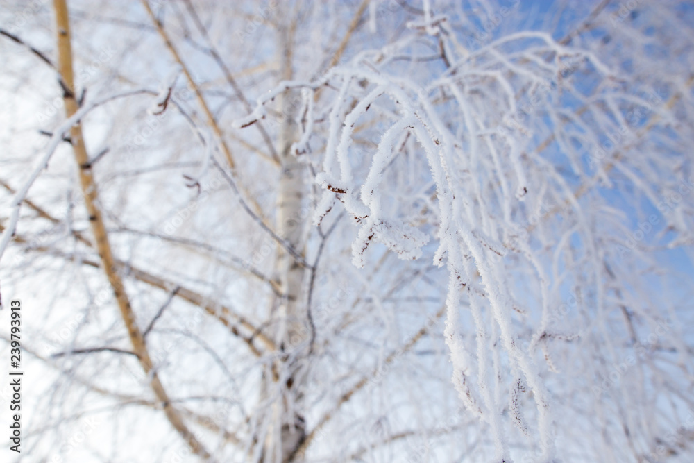 Frozen branches on a tree against a blue sky Frozen branches on a tree against a blue sky