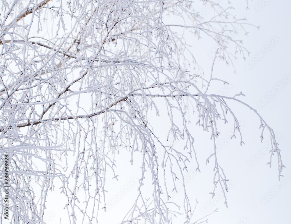 Frozen branches on a tree in the forest in winter Frozen branches on a tree in the forest in winter