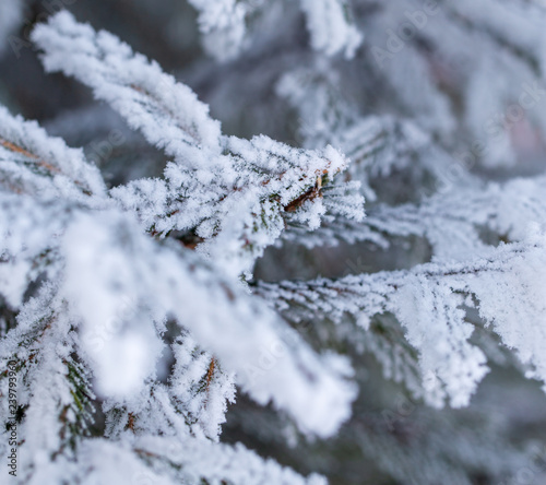 Frozen branches on a pine in the forest in winter