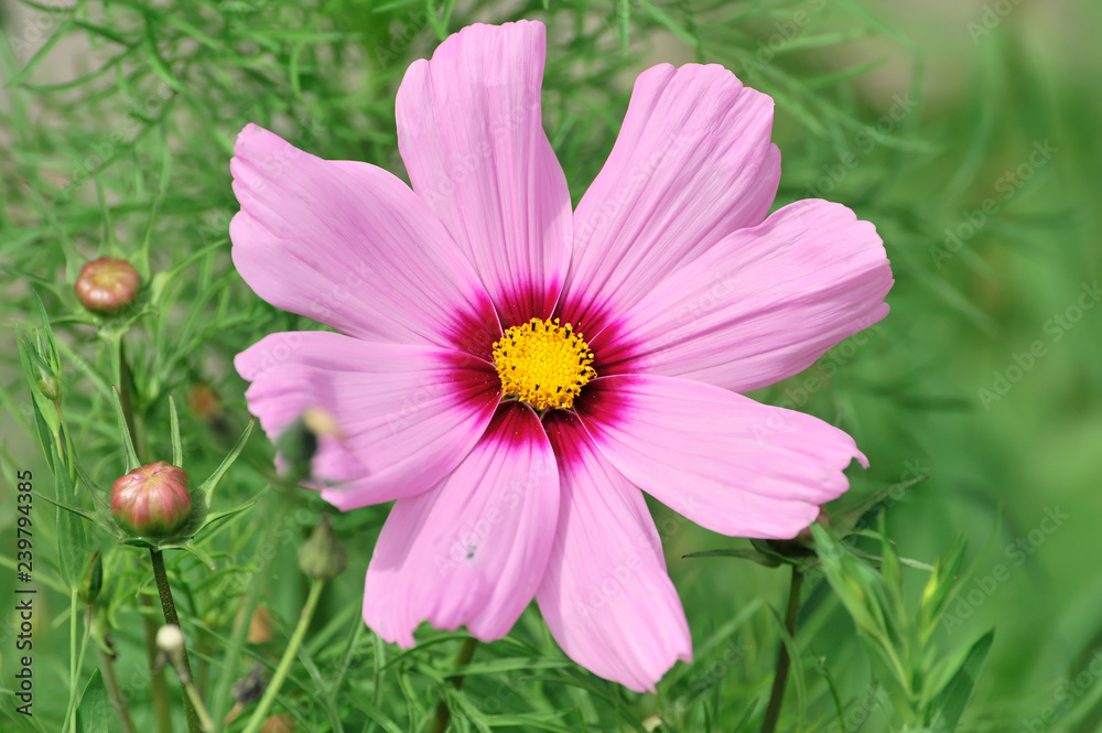 Schmuckkörbchen, Fiederblättrige Schmuckblume oder Kosmee (Cosmos