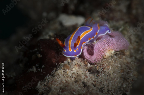 Nudibranch Mexichromis trilineata laying eggs. Picture was taken near Island Bangka in North Sulawesi  Indonesia