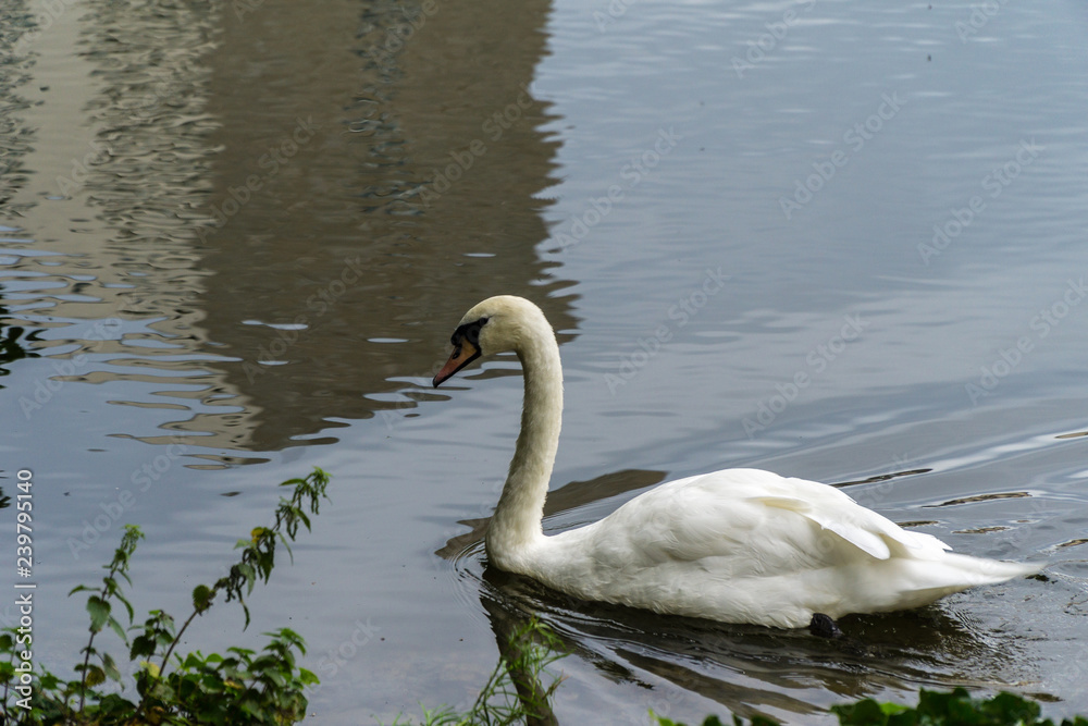 White swan in water White swan in water
