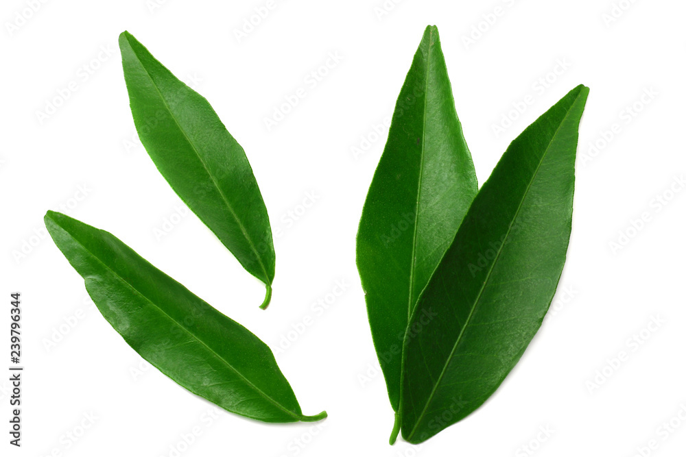 citrus leaves isolated on white background. top view. mandarin leaves. orange leaves