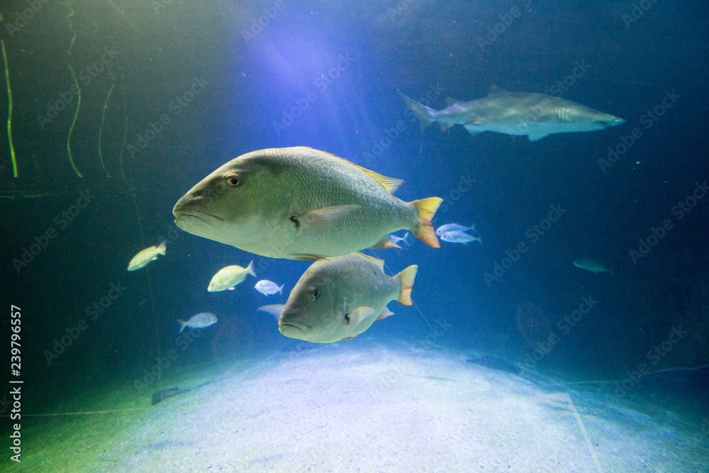 Naklejka premium fish on the sea floor