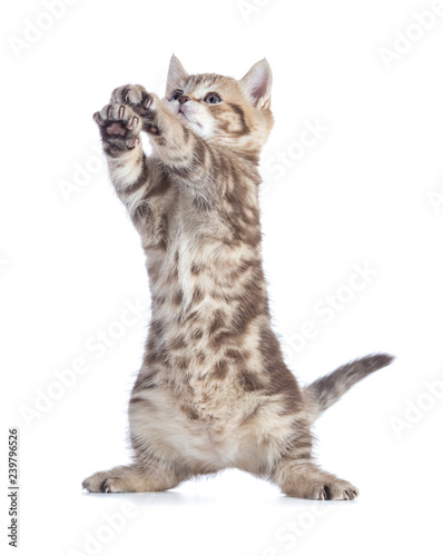 funny kitten standing and looking up with raised paws isolated