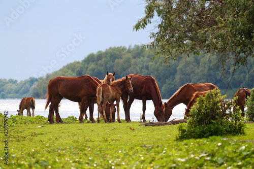 Herd wild horses graze in the meadow near the water before the rain