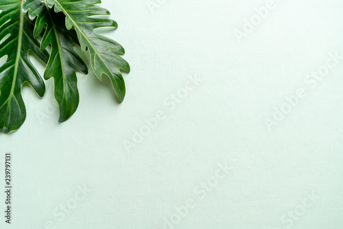 Monstera leave on color background