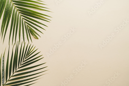 Fototapeta Naklejka Na Ścianę i Meble -  Tropical palm leaves with copy space