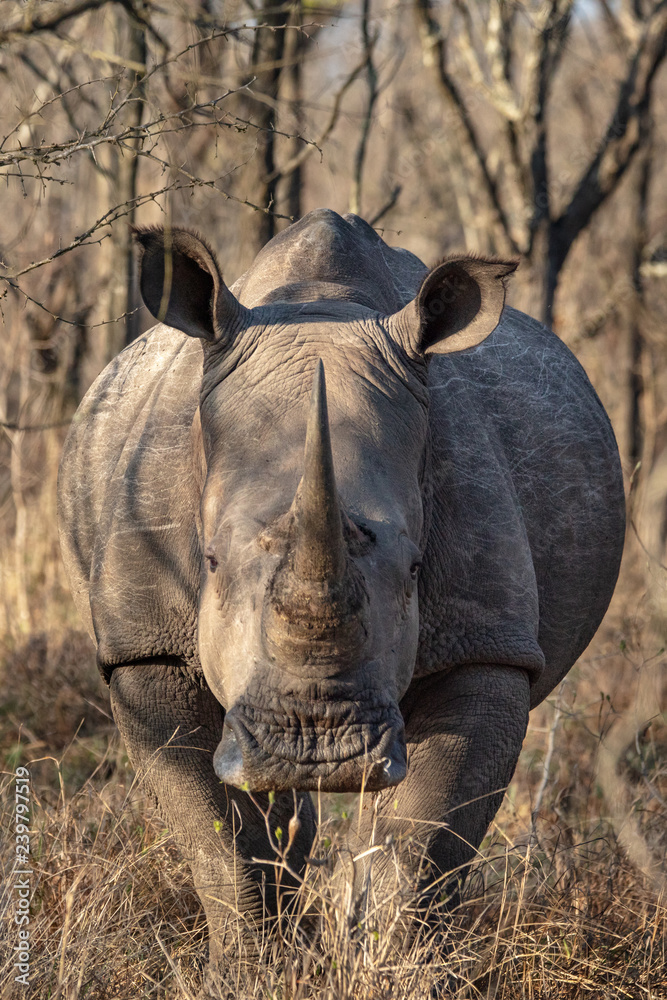 Fototapeta premium Southern White Rhino