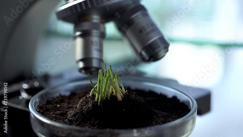 Φωτογραφία Sprouts growth on Petri dish, agronomist breeding new varieties of cereals