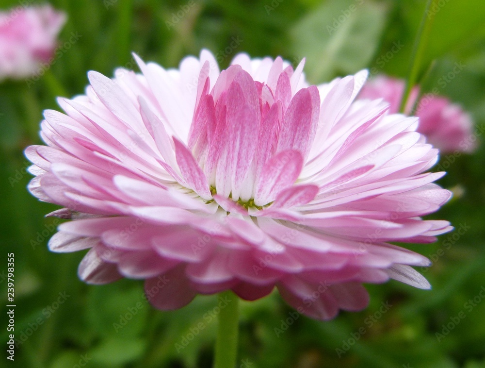 delicate white daisy with pale pink petals flower bud macro on a green background close-up summer spring nature botany delicate white daisy with pale pink petals flower bud macro on a green background close-up summer spring nature botany