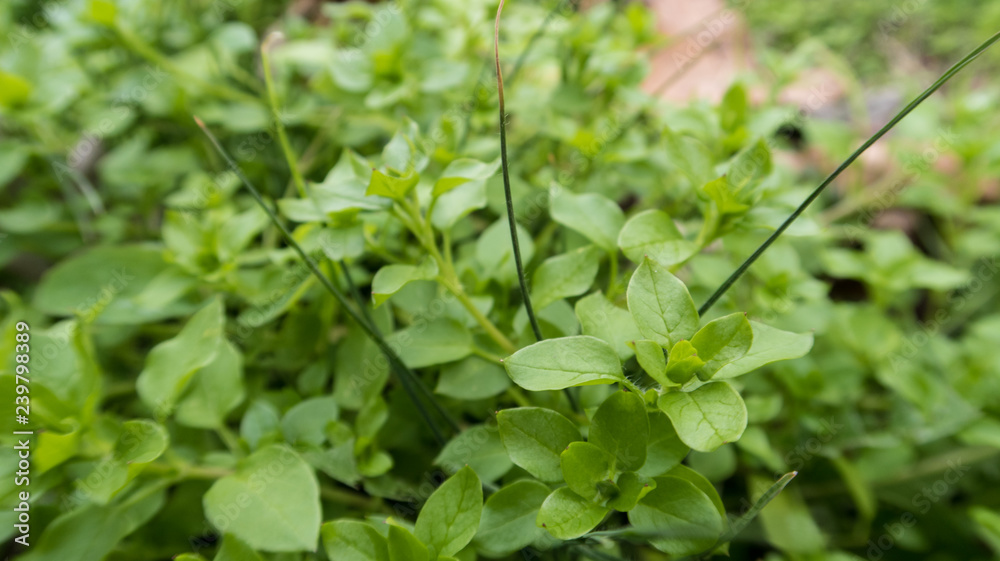 Obraz premium background of microgreens