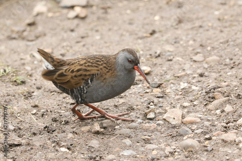 A stunning secretive Water Rail (Rallus aquaticus) searching for food along the bank of a lake. 