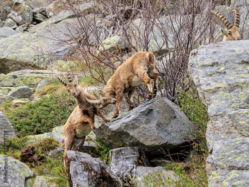 stambecchi nel parco nazionale del Gran Paradiso	 photo