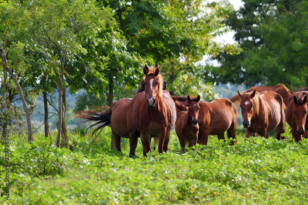 Herd wild horses graze in the meadow Herd wild horses graze in the meadow