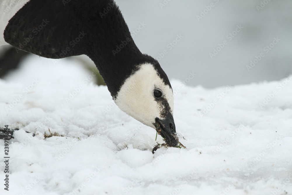 Obraz premium A head shot of a beautiful Barnacle Goose (Branta leucopsis) feeding on grass under the snow in winter. 
