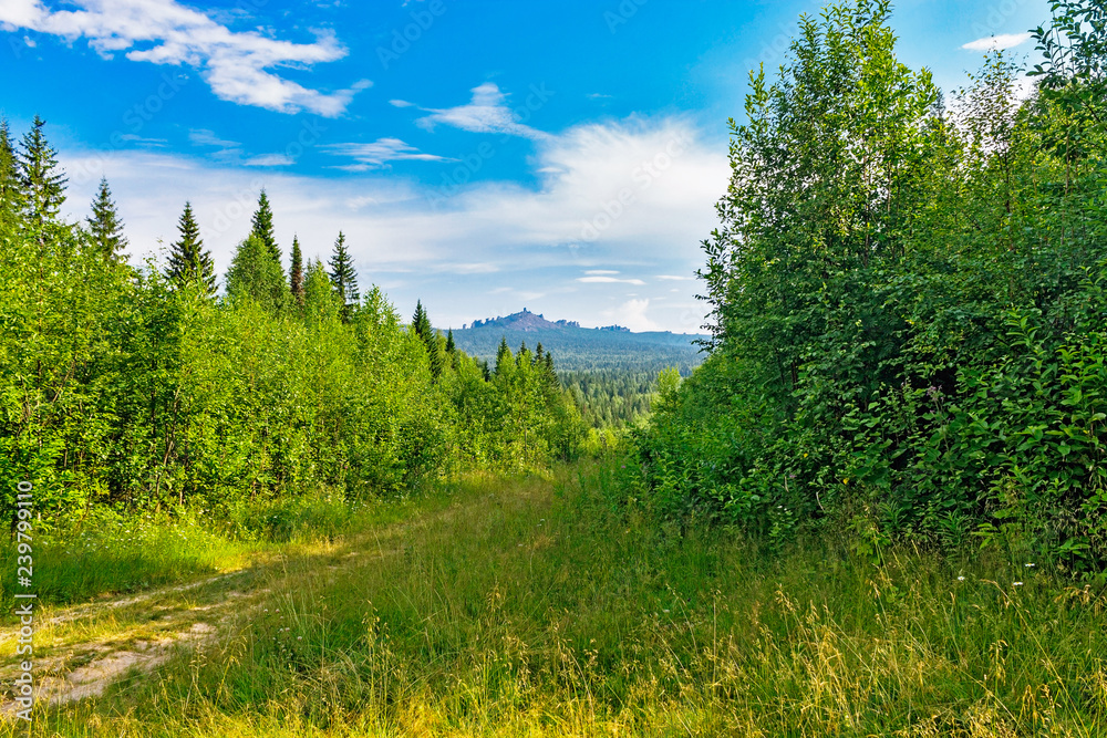 forest and the footpath to the mountain in the urals forest and the footpath to the mountain in the urals