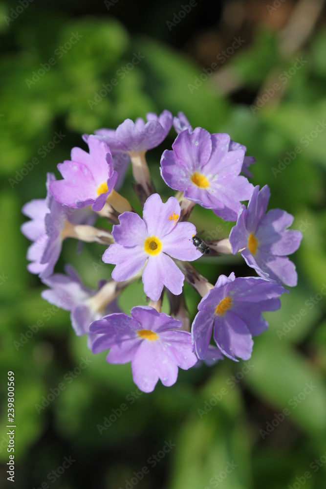 flower and bug flower and bug