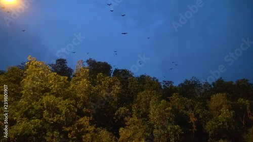 It's dusk and Fruit Bats (Chiroptera, Suborder) leave the mangrove in search of ... Fruit! 