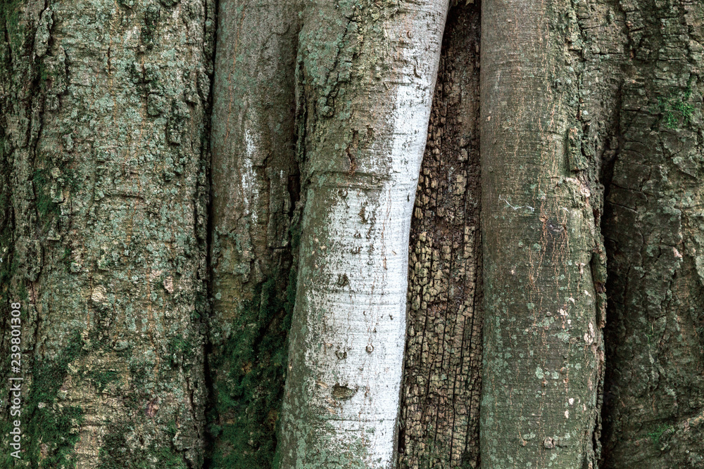 Obraz premium A thick, old wood tree covered with moss.
