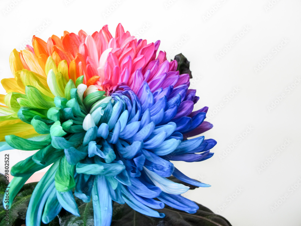 Beautiful rainbow chrysanthemum flowers close up macro shot