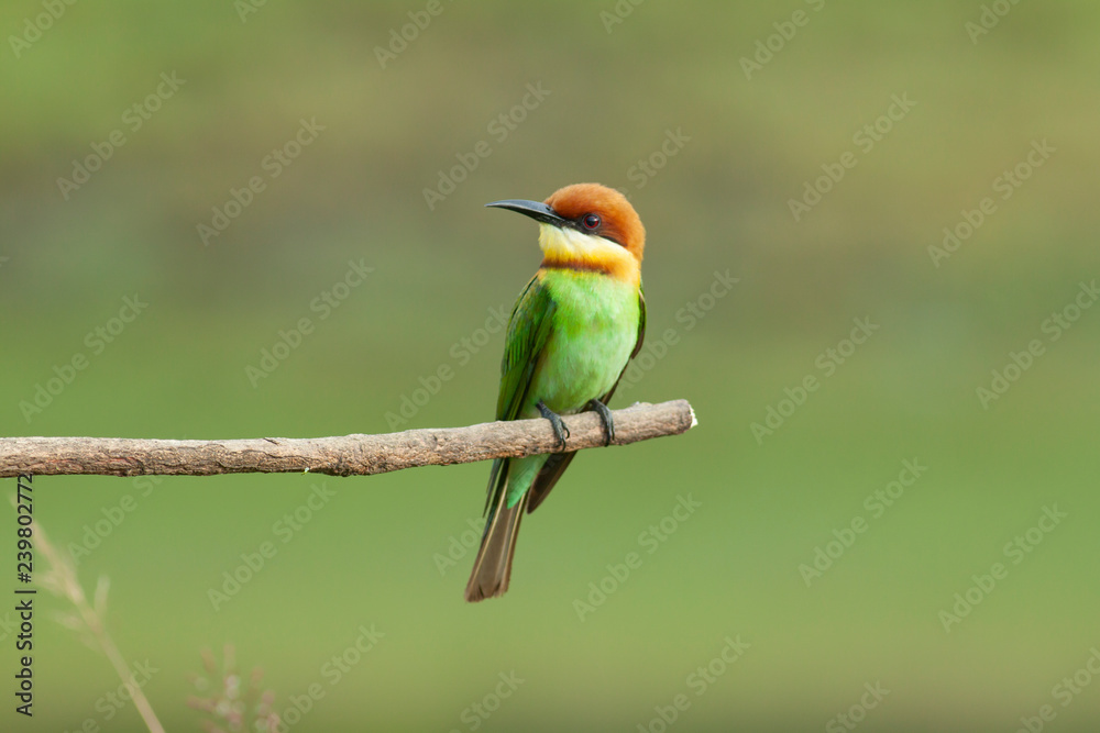chestnut-headed bee-eater. Merops leschenaulti, or bay-headed bee-eater, is a near passerine bird in  bee-eater family Meropidae. It is a resident breeder in  Indian subcontinent &adjoinining regions 