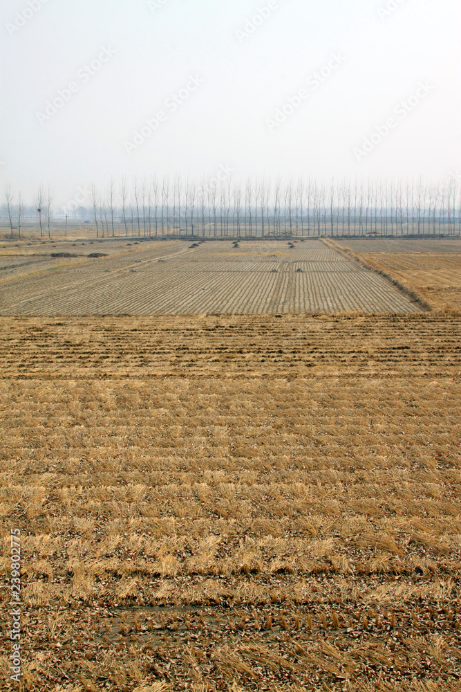 rice straw residue in the field
