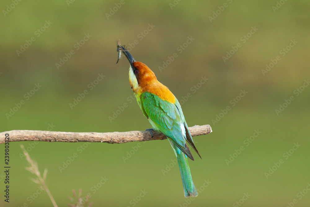 chestnut-headed bee-eater. Merops leschenaulti, or bay-headed bee-eater, is a near passerine bird in the bee-eater family Meropidae. It is a resident breeder in  Indian subcontinent &adjoining regiion