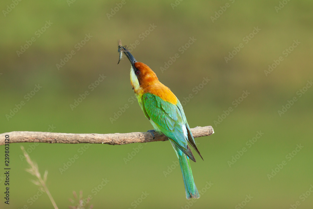 Fototapeta premium chestnut-headed bee-eater. Merops leschenaulti, or bay-headed bee-eater, is a near passerine bird in the bee-eater family Meropidae. It is a resident breeder in Indian subcontinent &adjoining regiion