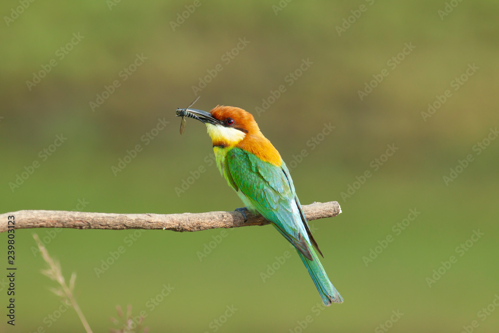 Obraz premium chestnut-headed bee-eater. Merops leschenaulti, or bay-headed bee-eater, is a near passerine bird in the bee-eater family Meropidae. It is a resident breeder in Indian subcontinent &adjoining regiion