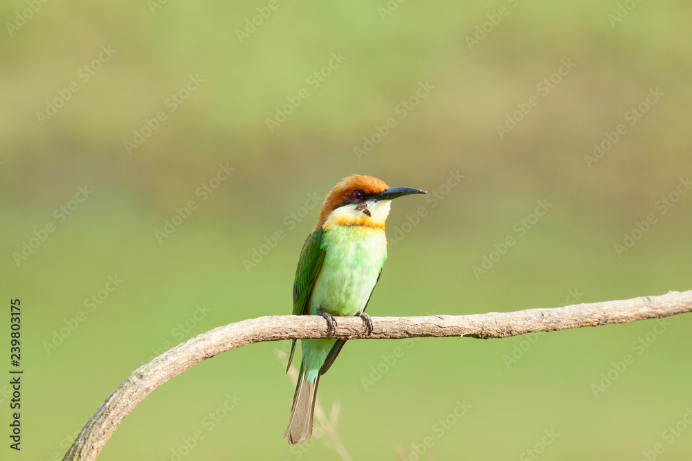 Fototapeta premium chestnut-headed bee-eater. Merops leschenaulti, or bay-headed bee-eater, is a near passerine bird in the bee-eater family Meropidae. It is a resident breeder in Indian subcontinent &adjoining regiion