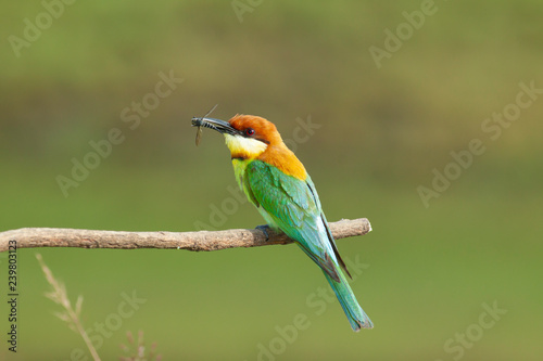 chestnut-headed bee-eater. Merops leschenaulti, or bay-headed bee-eater, is a near passerine bird in the bee-eater family Meropidae. It is a resident breeder in Indian subcontinent &adjoining regiion