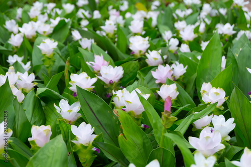 White Siam Tulip or Krachai flower field blooming background at Thailand