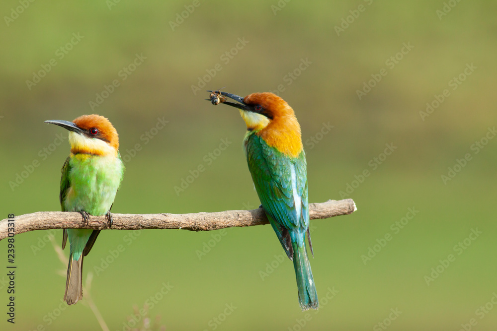 Obraz premium chestnut-headed bee-eater. Merops leschenaulti, or bay-headed bee-eater, is a near passerine bird in the bee-eater family Meropidae. It is a resident breeder in Indian subcontinent &adjoining regiion