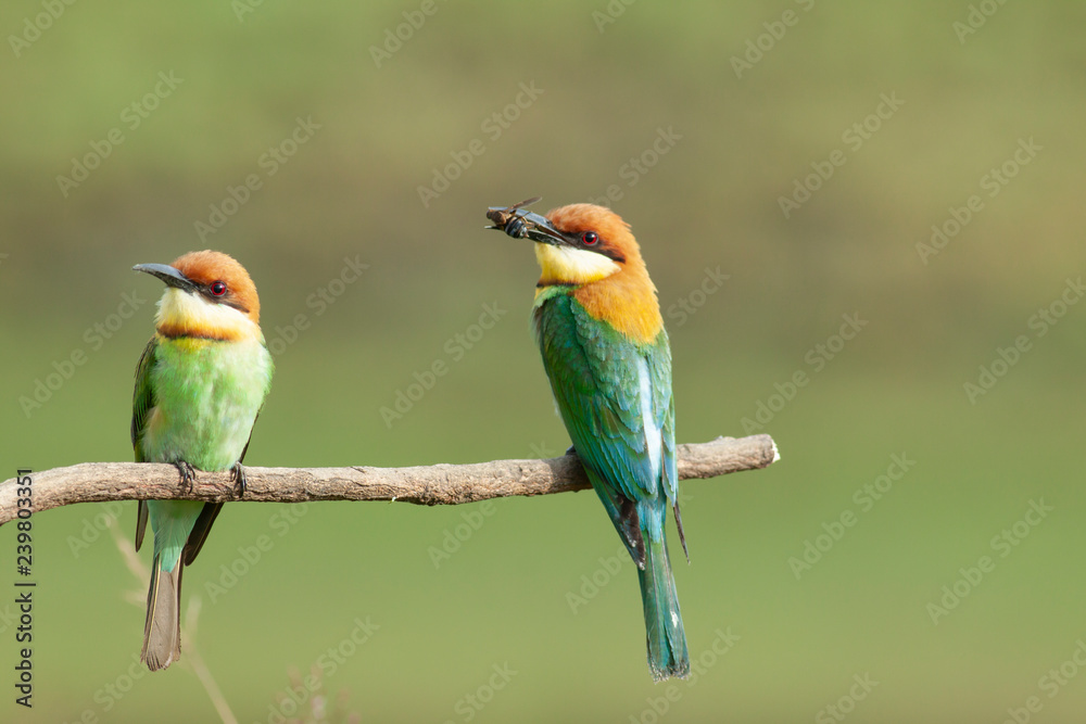 Fototapeta premium chestnut-headed bee-eater. Merops leschenaulti, or bay-headed bee-eater, is a near passerine bird in the bee-eater family Meropidae. It is a resident breeder in Indian subcontinent &adjoining regiion